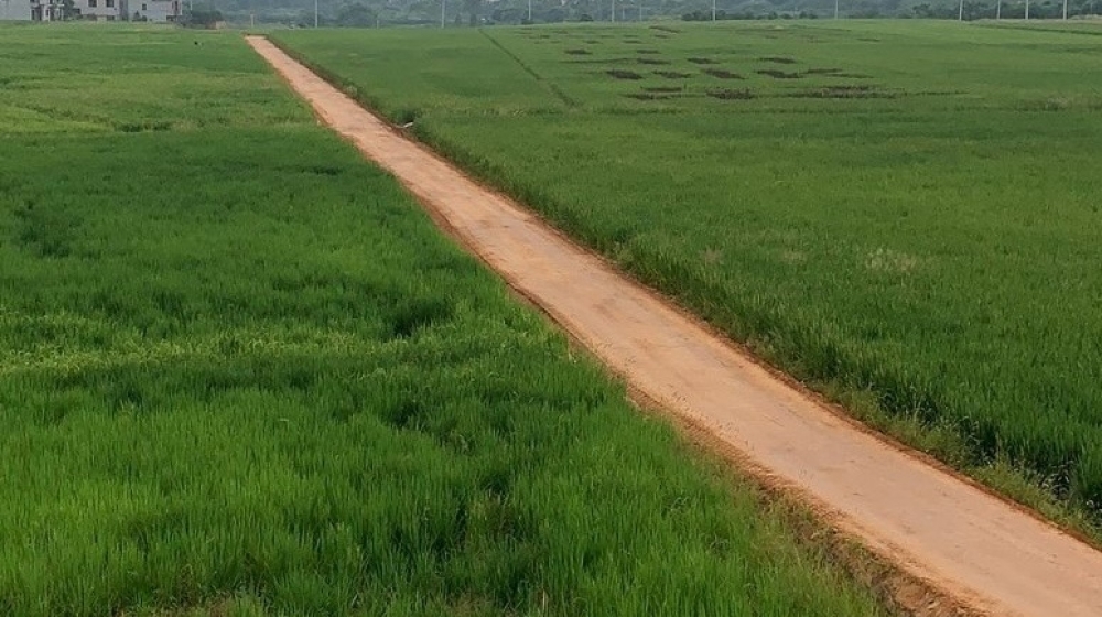 浙江金華金東區(qū)萬畝良田修復(fù)工程數(shù)公里生態(tài)超疏水土機(jī)耕路